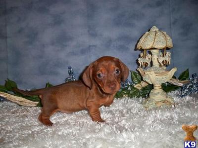 Dachshund Puppies for Sale